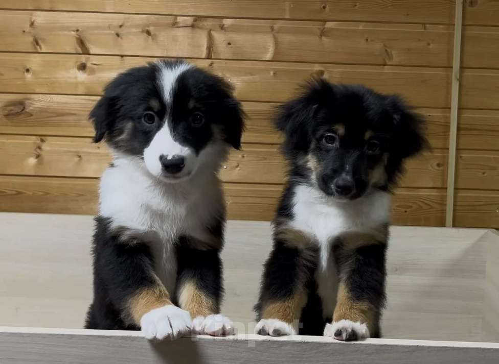 Собаки в Москве: Мини аусси красивые триколорные мальчики Мальчик, 50 000 руб. - фото 3