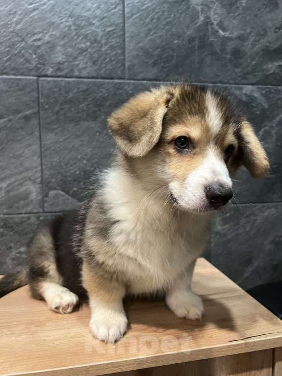 Собаки в Москве: Корги мальчик триколор кобель Мальчик, 40 000 руб. - фото 7