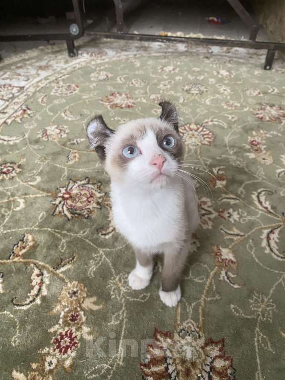 Кошки в Балашихе: Котенок Мальчик, 15 000 руб. - фото 1