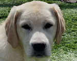 Собаки в Москве: Подрощенный щенок лабрадора Мальчик, Бесплатно - фото 2