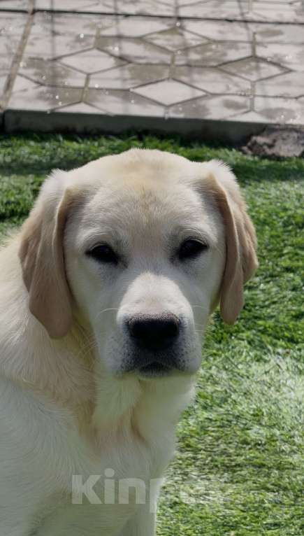 Собаки в Москве: Подрощенный щенок лабрадора Мальчик, Бесплатно - фото 2