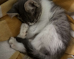 Кошки в Краснодаре: Ищем добрые и ответственные руки для котёнка 🐾 Мальчик, Бесплатно - фото 1