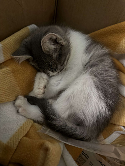 Ищем добрые и ответственные руки для котёнка 🐾