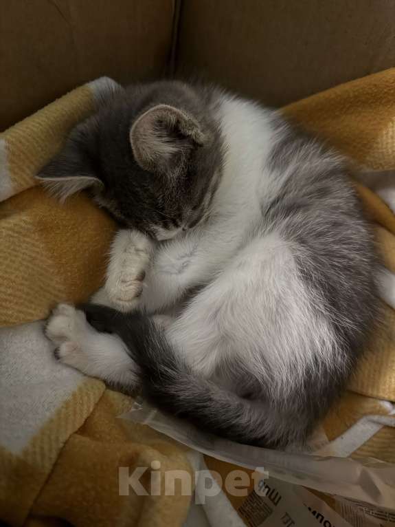 Кошки в Краснодаре: Ищем добрые и ответственные руки для котёнка 🐾 Мальчик, Бесплатно - фото 1