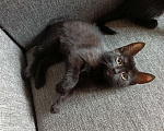Кошки в Котельнике: Черный с белыми пятнами  Девочка, Бесплатно - фото 1