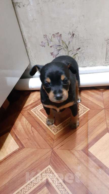 Собаки в Усолье-Сибирском: Щенок той терьер Мальчик, 7 000 руб. - фото 1