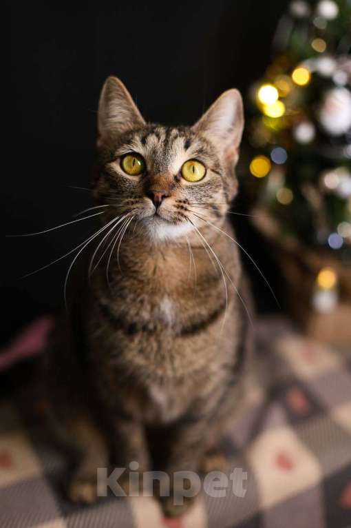 Кошки в Москве: кошка Липучка ищет дом Девочка, Бесплатно - фото 4