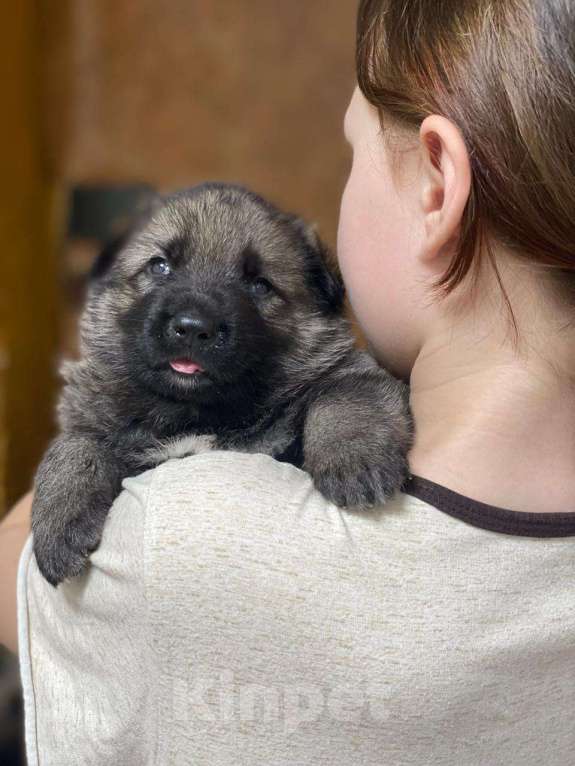 Собаки в Щелково: Щенки восточноевропейской овчарки Мальчик, 58 000 руб. - фото 3