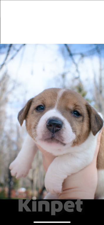 Собаки в Симферополе: Мальчик Мальчик, 12 000 руб. - фото 1