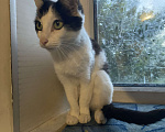 Кошки в Саратове: Кошка в беде  Девочка, Бесплатно - фото 3