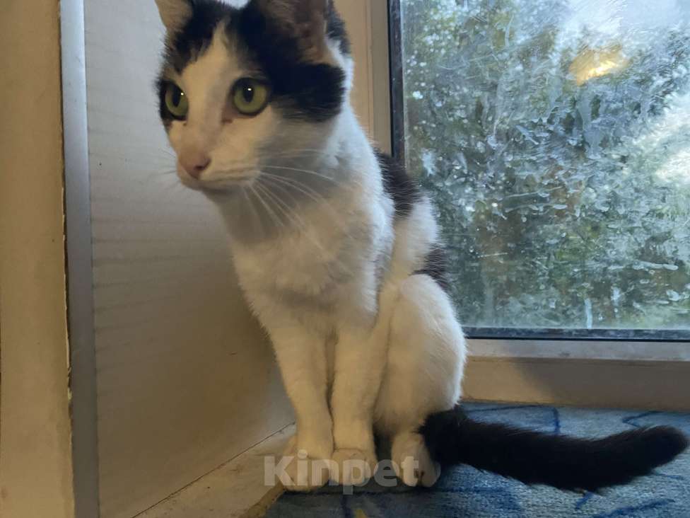 Кошки в Саратове: Кошка в беде  Девочка, Бесплатно - фото 3