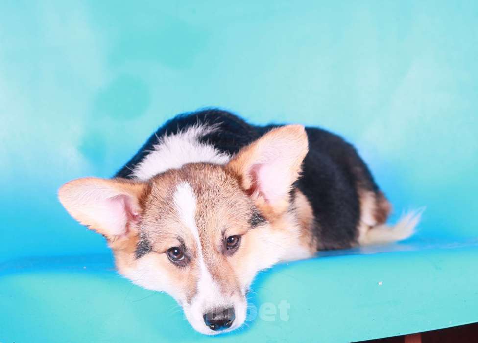 Собаки в Москве: вельш корги пемброк щенки Мальчик, 70 000 руб. - фото 2