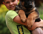 Собаки в Раменском: Шикарная девочка со стандартной шерстью  Девочка, 50 000 руб. - фото 8