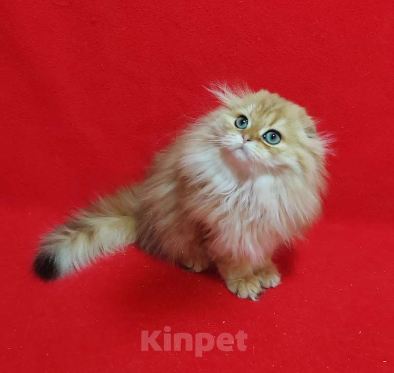 Кошки в Москве: Золотая мраморная кошечка хайленд Девочка, 20 000 руб. - фото 2