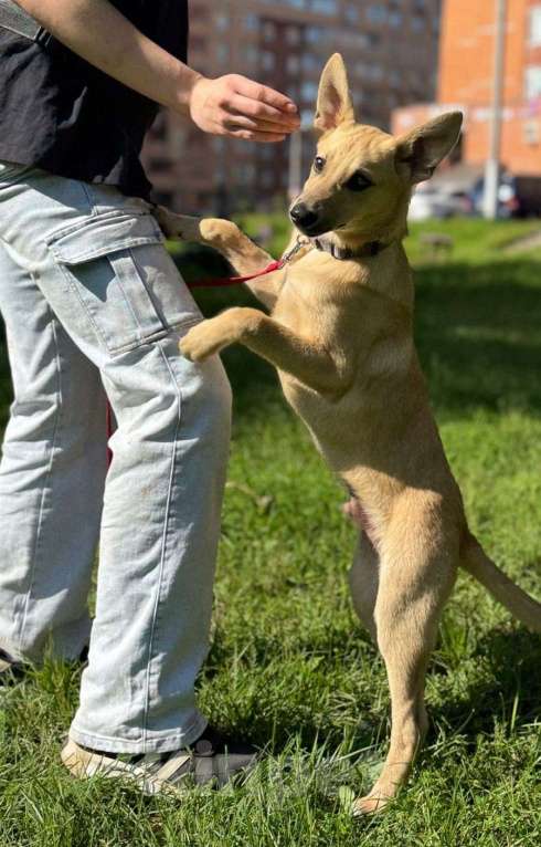 Собаки в Москве: Щенок мальчик Эмбер в добрые руки Мальчик, Бесплатно - фото 4