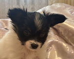 Собаки в других городах Московской области: Щенок девочка папильон Papillon  Девочка, 65 000 руб. - фото 2