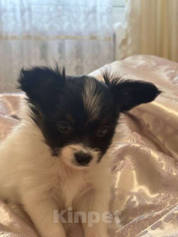 Собаки в других городах Московской области: Щенок девочка папильон Papillon  Девочка, 65 000 руб. - фото 2