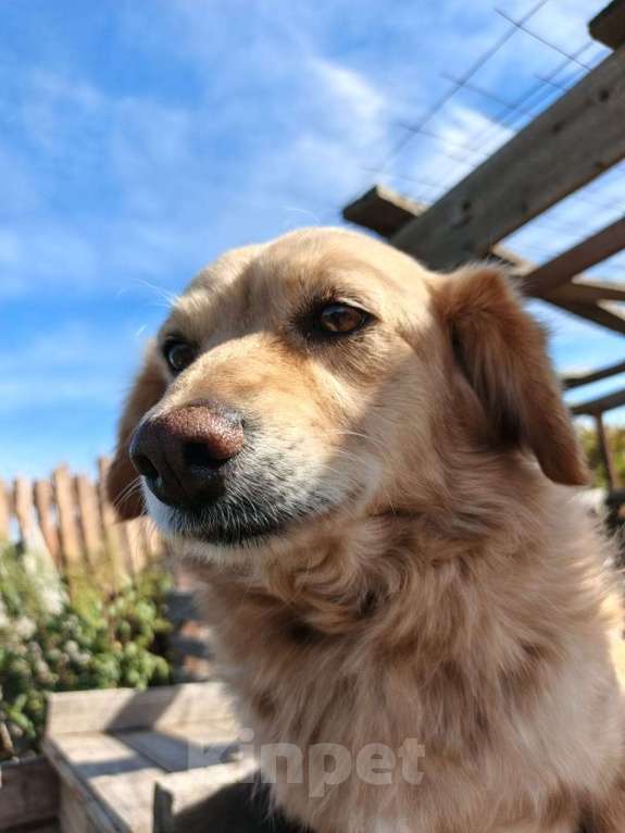 Собаки в Москве: Коротколапик ищет дом Мальчик, Бесплатно - фото 3