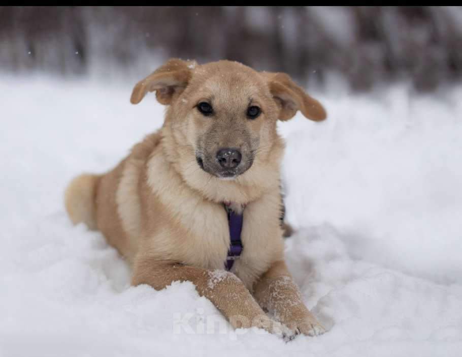 Собаки в Москве: Хурма Девочка, Бесплатно - фото 1