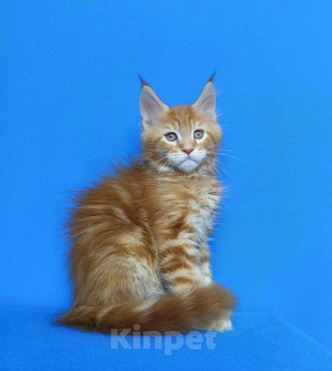 Кошки в Москве: Котята Мейн-Кун Мальчики Мальчик, 70 000 руб. - фото 10