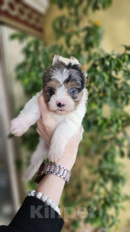 Собаки в Москве: Цветной йорк с голубым глазиком Мальчик, 100 000 руб. - фото 3
