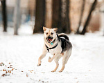 Собаки в Москве: Харизматичный Винсент ищет дом Мальчик, Бесплатно - фото 5