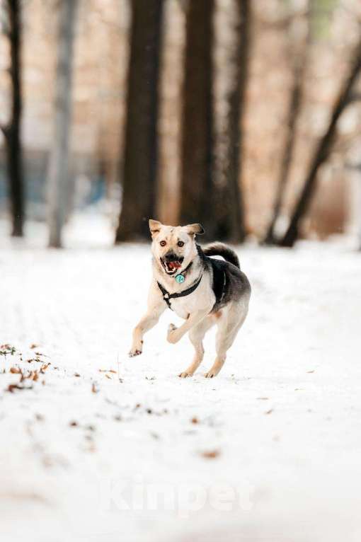 Собаки в Москве: Харизматичный Винсент ищет дом Мальчик, Бесплатно - фото 5