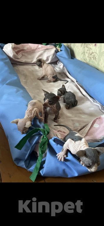 Кошки в других городах Московской области: Канадские сфинксы Разнополые, 15 000 руб. - фото 5