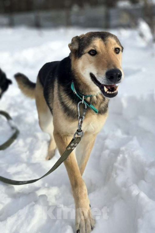 Собаки в Королеве: Марк - нежный мальчик Мальчик, Бесплатно - фото 4
