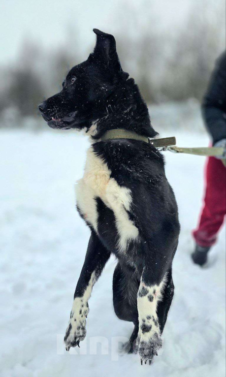 Собаки в Королеве: Щенок Джус ищет дом Мальчик, Бесплатно - фото 9