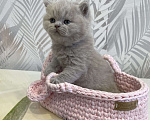 Кошки в Санкт-Петербурге: Британский лиловый мальчик Мальчик, 60 000 руб. - фото 2