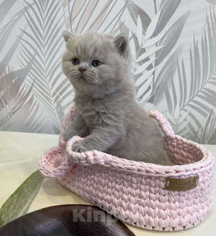 Кошки в Санкт-Петербурге: Британский лиловый мальчик Мальчик, 60 000 руб. - фото 2