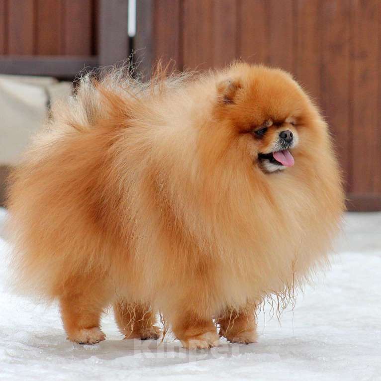 Собаки в Москве: Открыт для вязок шикарный померанский кобель Мальчик, 30 000 руб. - фото 7