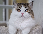 Кошки в Ярославле: Шотландская длинношерстная девочка Девочка, 25 000 руб. - фото 2