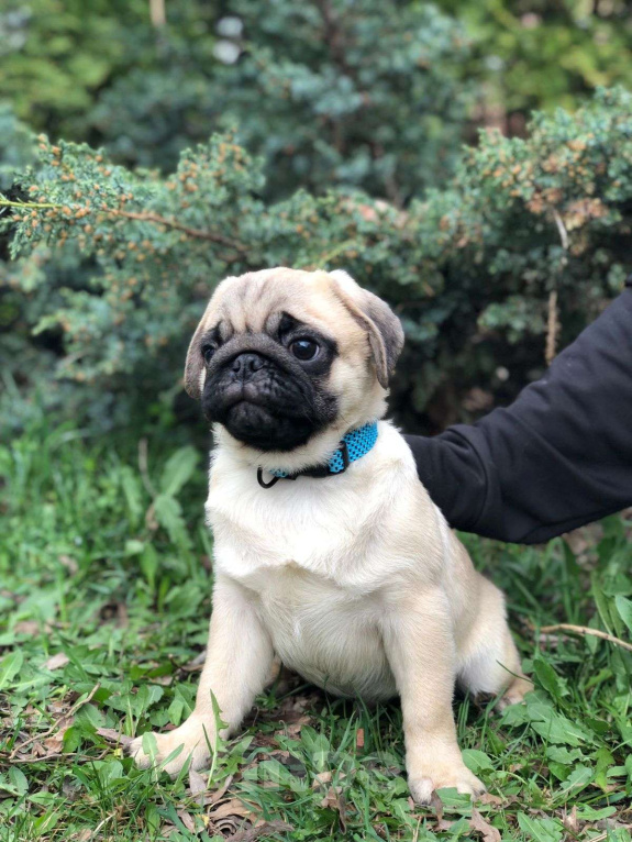 Собаки в Краснодаре: МОПС МАЛЬЧИК RKF/FCI Мальчик, Бесплатно - фото 2