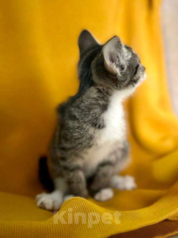 Кошки в Москве: Боевая девчонка Лиза ищет дом Девочка, Бесплатно - фото 4