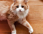 Кошки в Москве: Ласковое солнышко Персик, умнейший домашний котик в добрые руки Мальчик, Бесплатно - фото 2