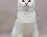 Кошки в Ливны: Белоснежный котенок Бантик ищет дом, Бесплатно - фото 2
