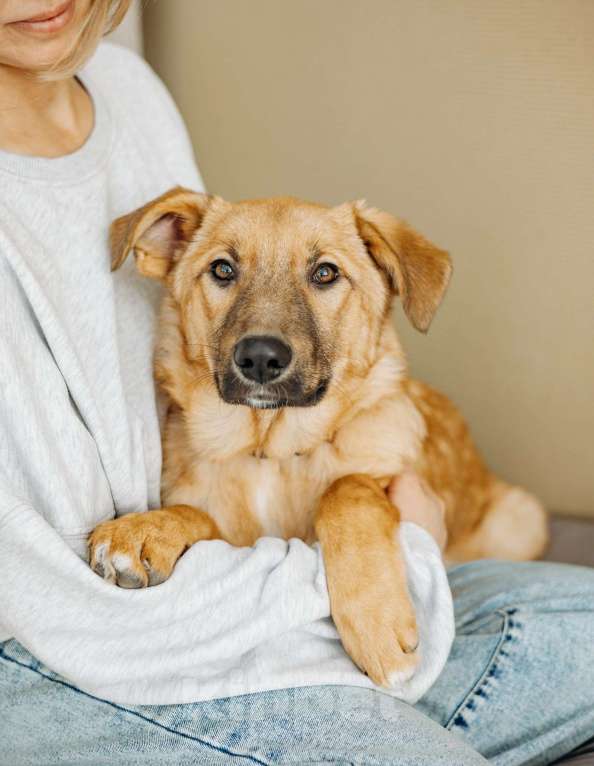 Собаки в Москве: Щенок бесплатно в Москве Девочка, Бесплатно - фото 6