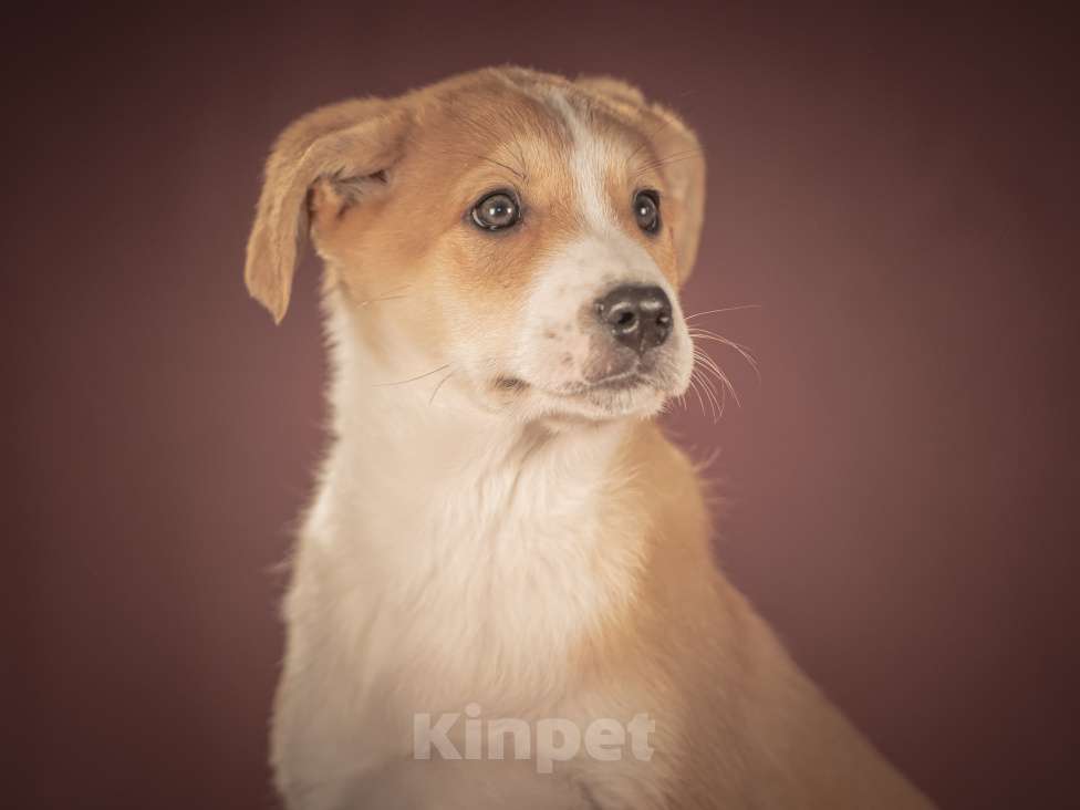 Собаки в Клине: Амиго — общительный и смышлёный парень, который хочет поскорее начать радовать своего человека Мальчик, Бесплатно - фото 1