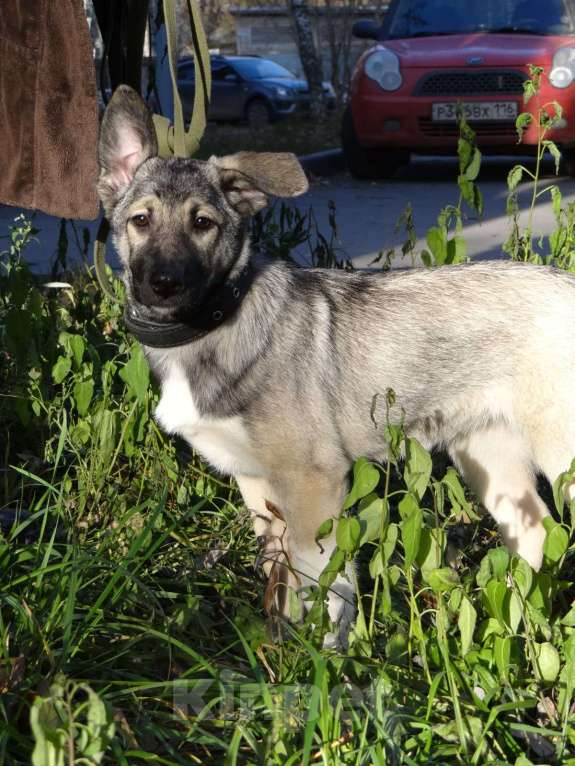 Собаки в Казани: Взрослая собака во двор Девочка, Бесплатно - фото 4