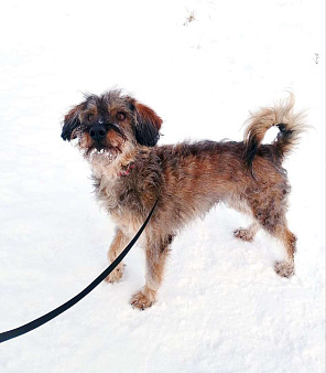 Небольшая диванная собачка