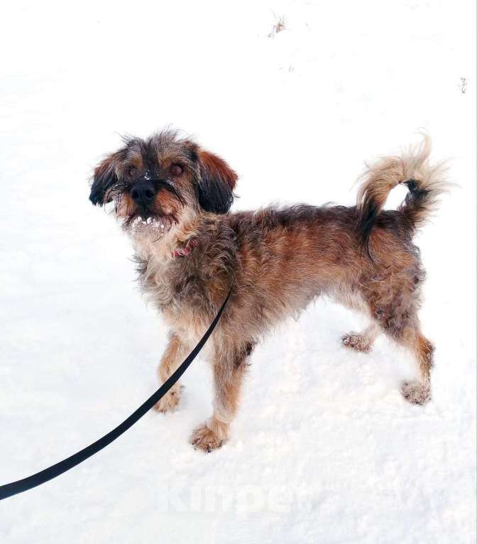 Собаки в Санкт-Петербурге: Небольшая диванная собачка Девочка, Бесплатно - фото 1