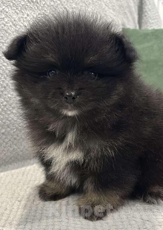 Собаки в Москве: Померанский шпиц мишка Девочка, 25 000 руб. - фото 3