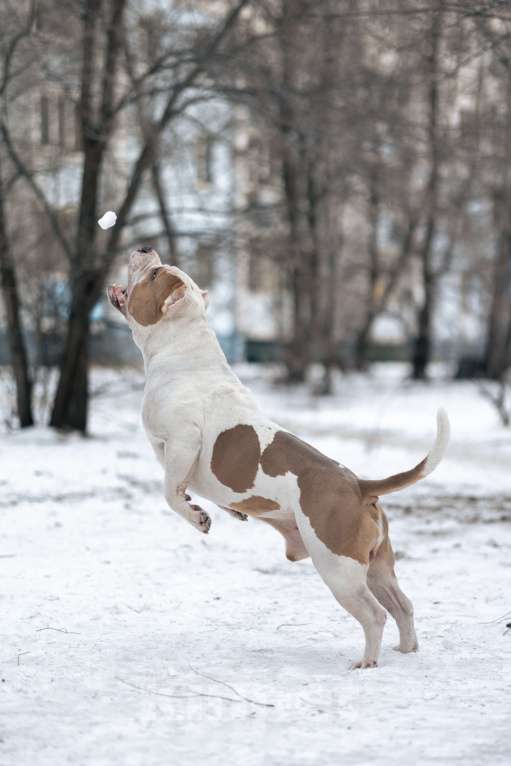 Собаки в Воронеже: Американский булли вязка Мальчик, 80 000 руб. - фото 3