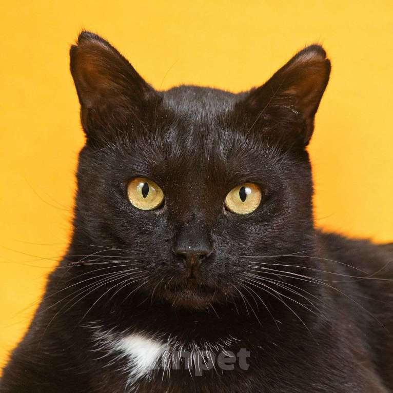 Кошки в Москве: Солидный кот для солидных господ Мальчик, 33 руб. - фото 3