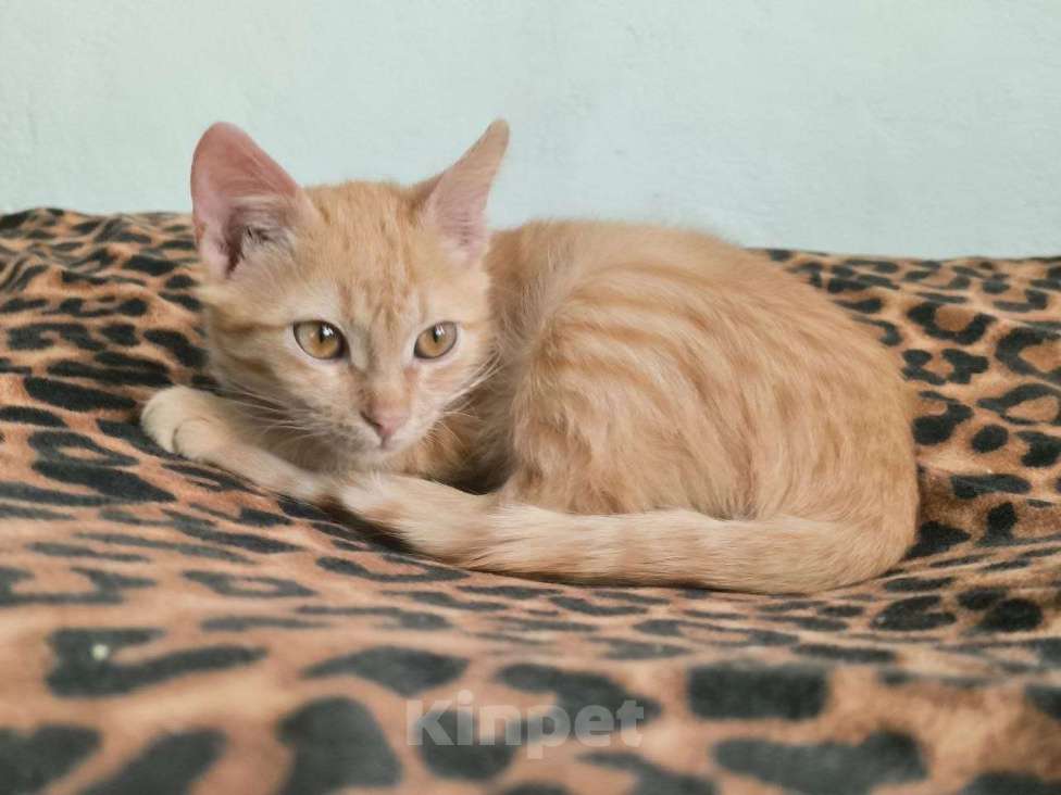 Кошки в Красногорске: Уютный малышок Антошка 4 месяца ищет дом Мальчик, Бесплатно - фото 8