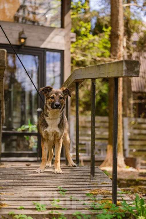 Собаки в Москве: Умница щенок Лапочка в добрые руки Девочка, Бесплатно - фото 3