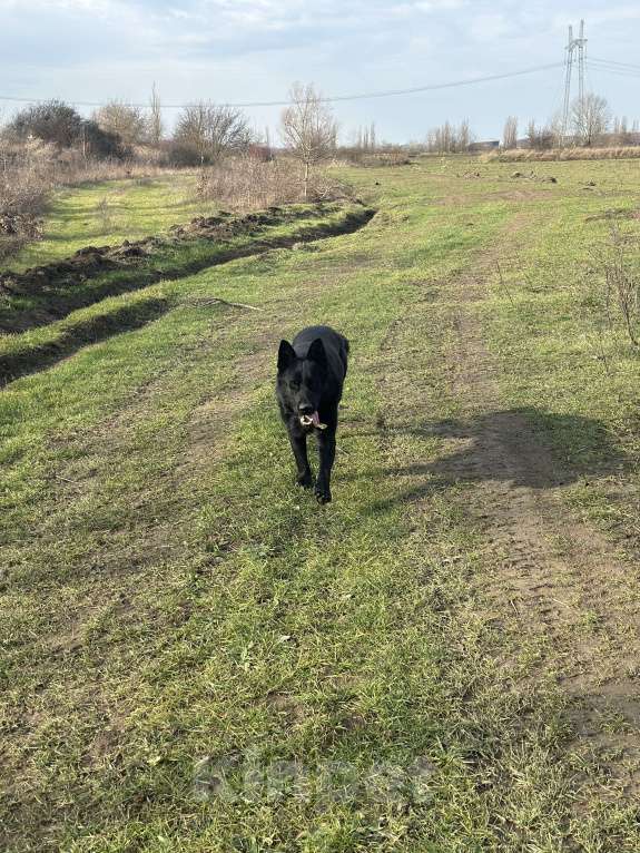 Собаки в других городах Краснодарского края: Потерялся пес Мальчик, 10 000 руб. - фото 3