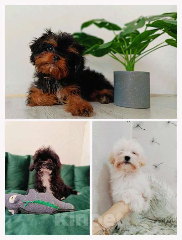 Собаки в Ижевске: Мальтипу щенки Мальчик, 75 000 руб. - фото 1